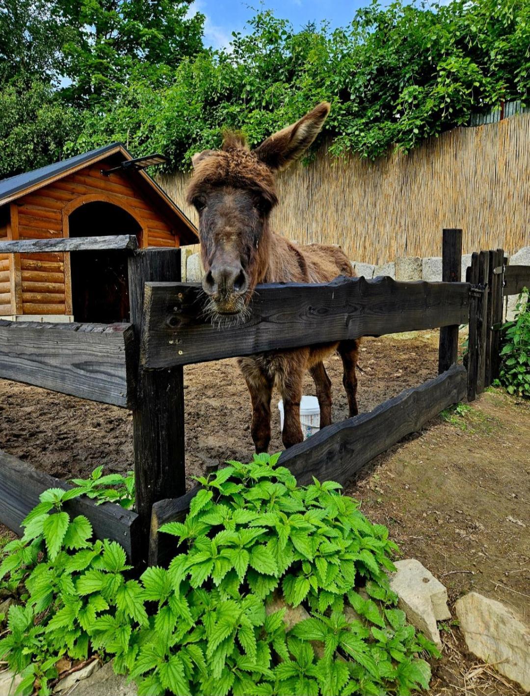 Alpakowy Raj Holiday home Nowy Targ